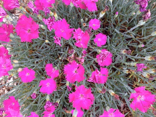 Pink Dianthus