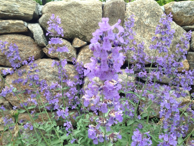 Salvia and stone wall