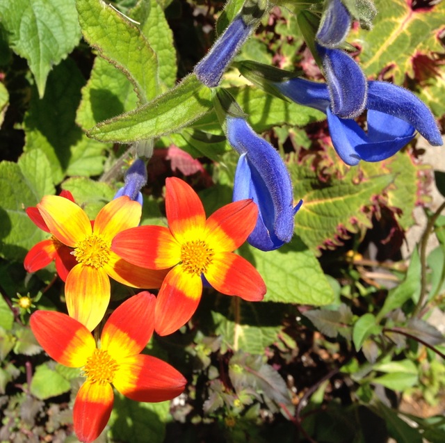 Orange and blue flowers