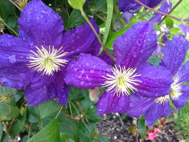 Rain-dappled Purple Clematis