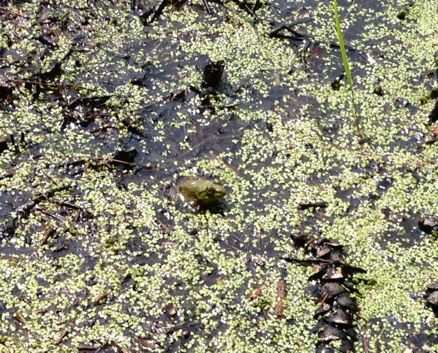 Frog in Charles River, algea
