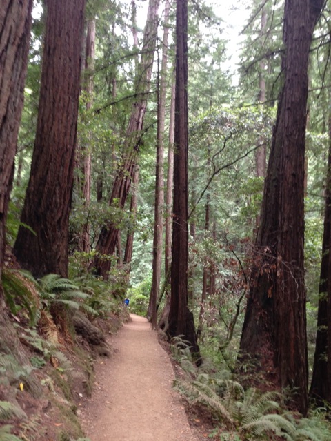 Path in Redwood forest