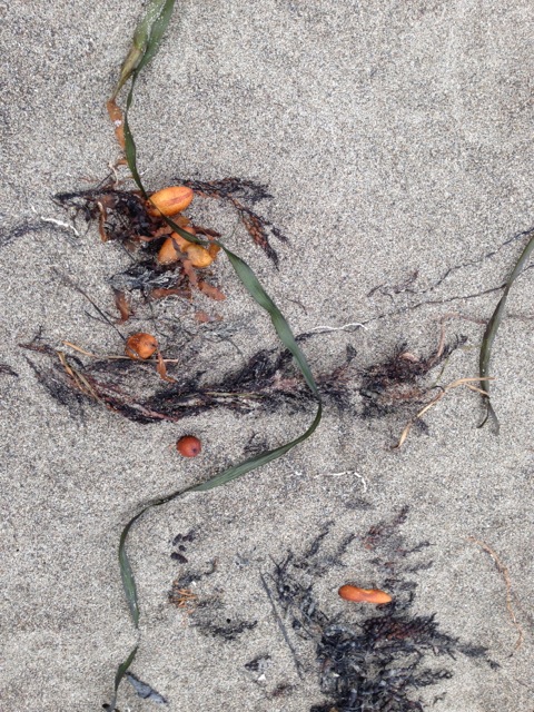 Seaweed at Muir Beach