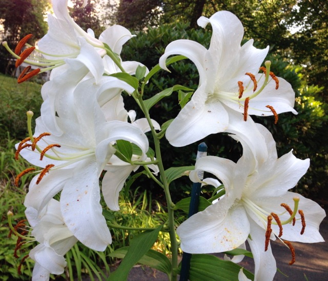 White Lilies in the morning