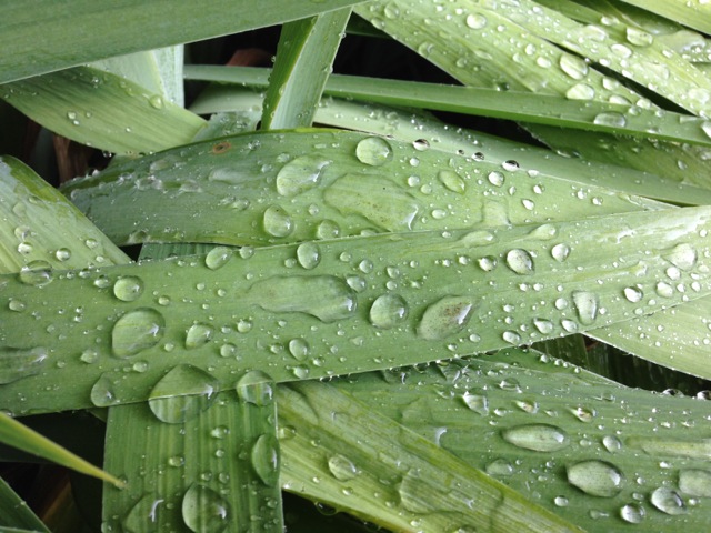 Rain on Lily Leaves