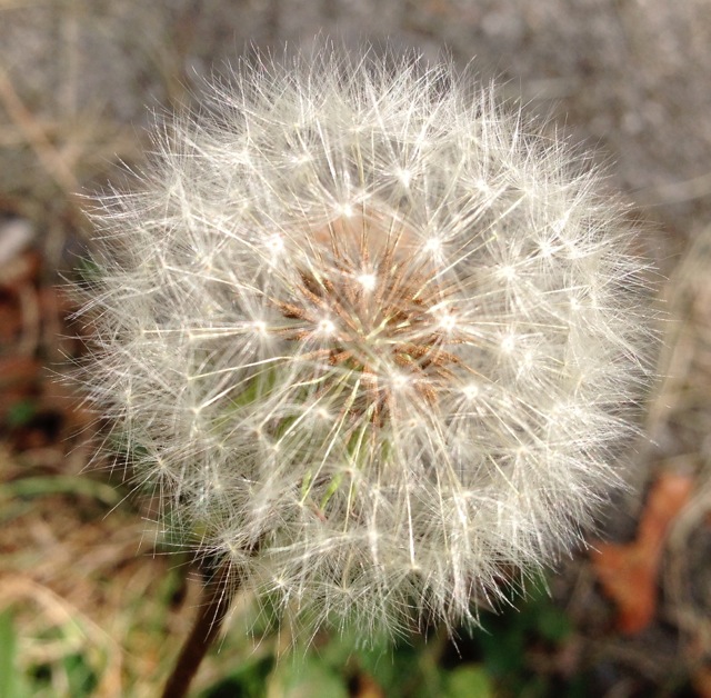 Dandelion