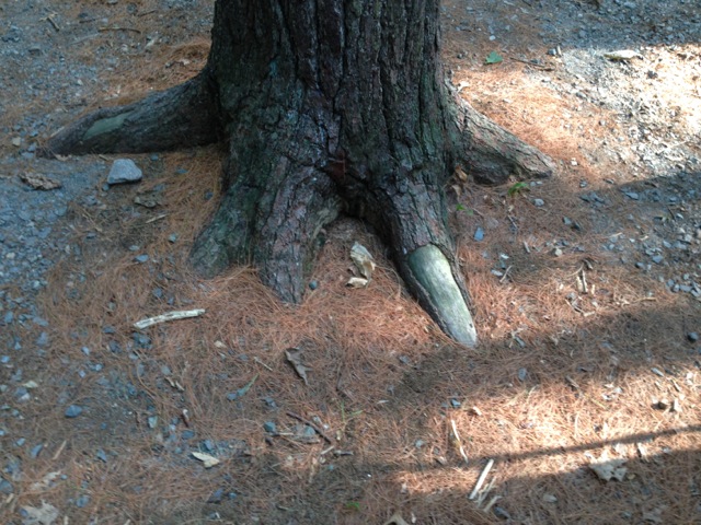 Tree in Woods with Dragon Toe