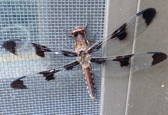 Common Whitetail female dragonfly
