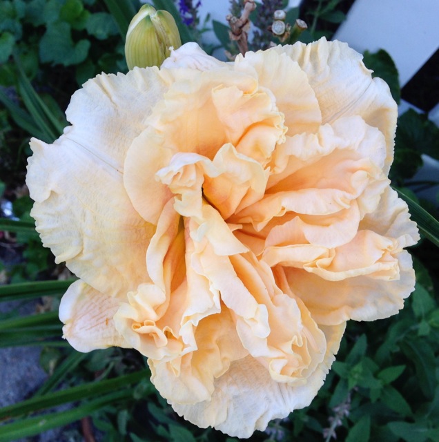 Peach Day Lily Bloom