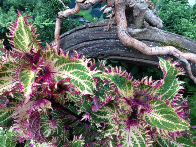 Coleus leaves