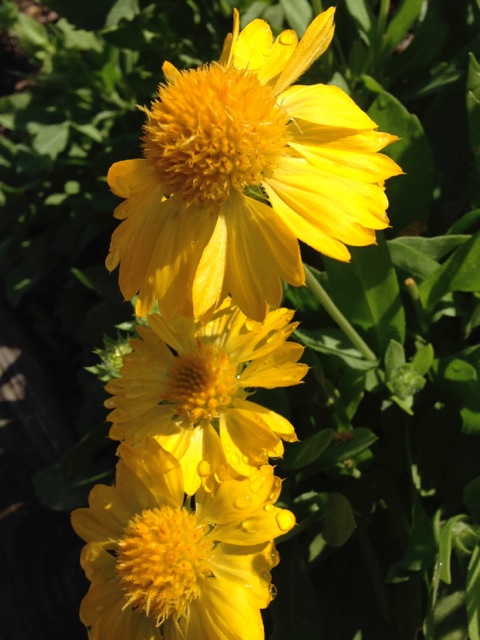Yellow Echinacea