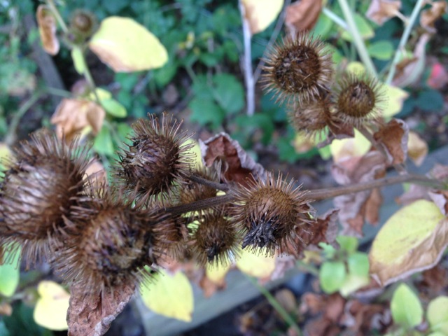Seedpods or burrs