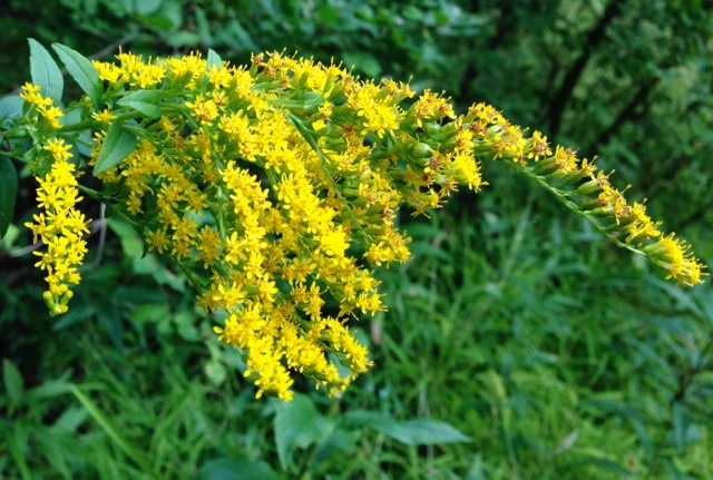 Blooming Goldenrod