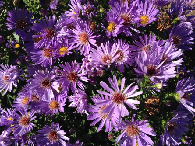 Blooming Purple Asters