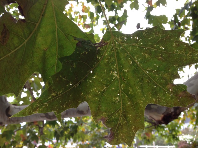 Lacy Sycamore Leaf