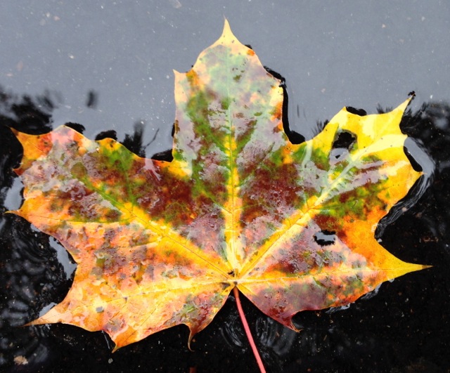 Multicolored Maple leaf in fall