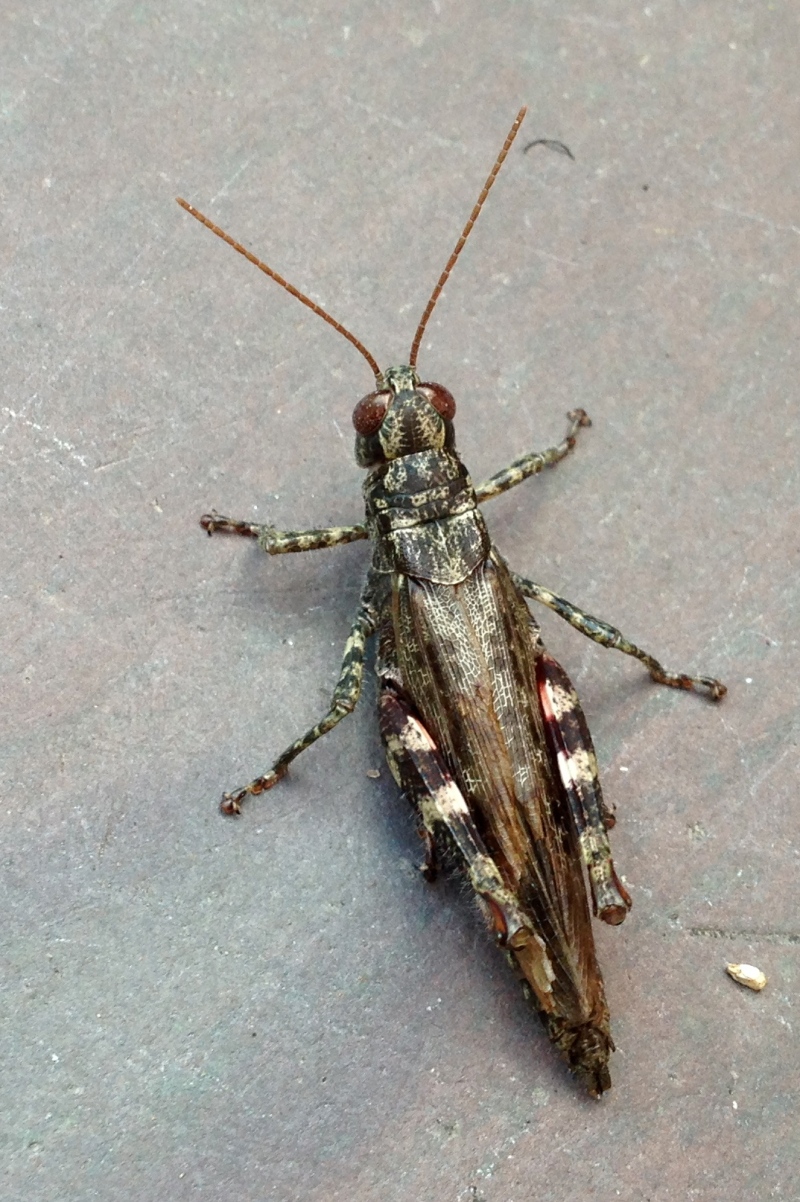 Pinetree Spurthroated Grasshopper - Melanoplus punctulatus