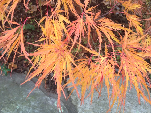 Orange Japanese Maple leaves