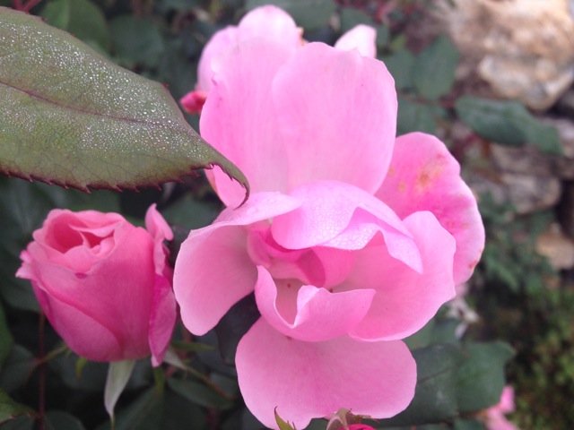 Pink Sweetheart rose