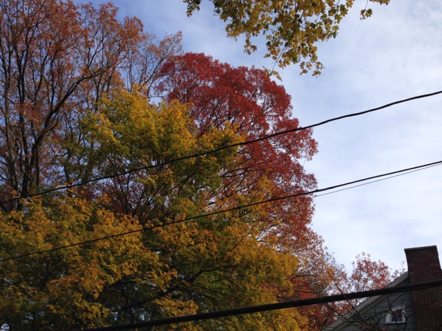 Fall Foliage and power lines