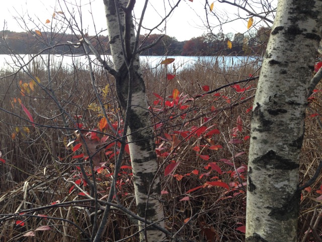 Silver birches, red leaves by lake
