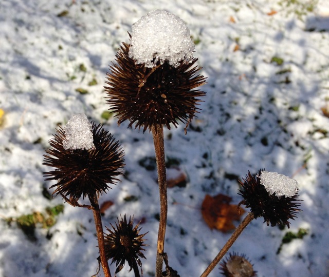 Echinacea Seedpods with snow