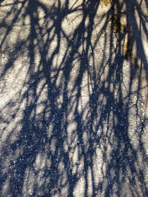 Shadows of branches on pavement