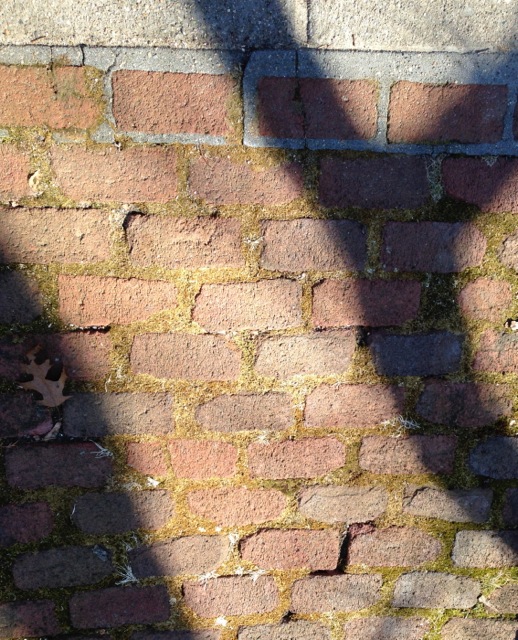 Shadows of branches on brick wall