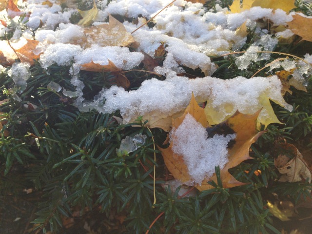 Snow on yew