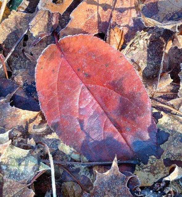 Frost Rimed leaf