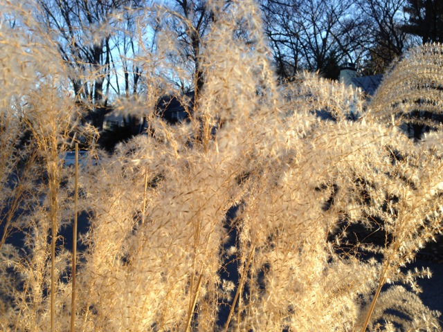Golden Winter Grasses