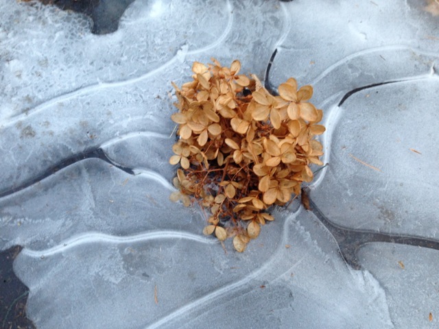 Dry Hydrangea on Ice