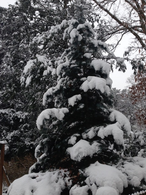 Pine Tree with Snow