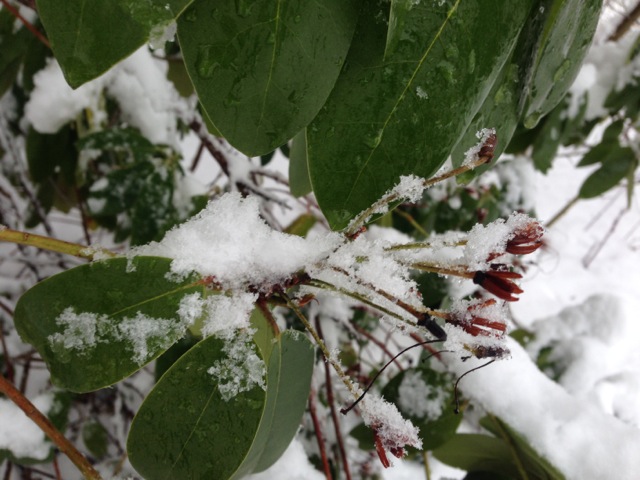Rhododendron in Snow