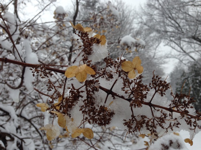Oak Leaf Hydrangea in Snow