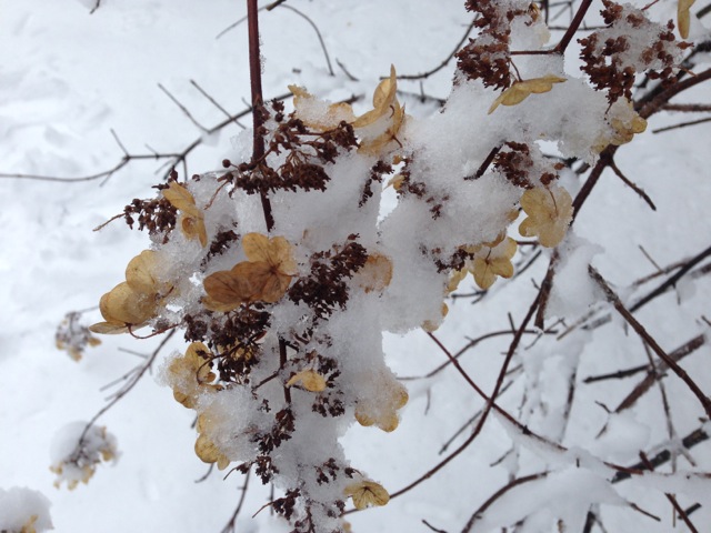 Oak Leaf Hydrangea in Snow