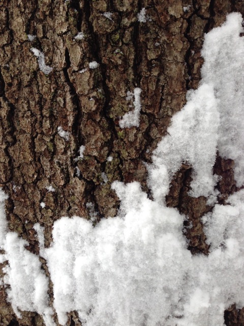 Maple Tree Bark in snow
