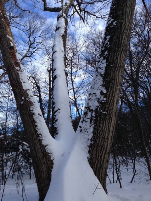 Snow on three tree