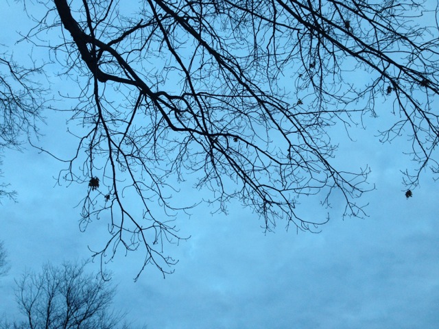 Bare Branches at Blue Dusk
