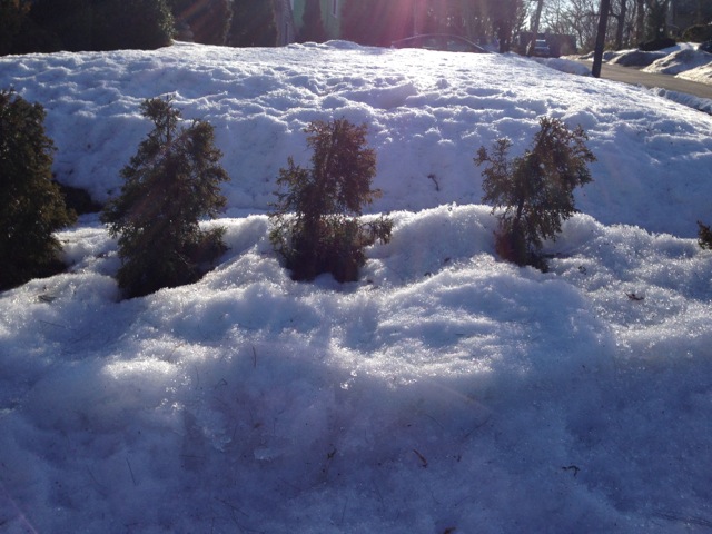 Trees knee deep in snow