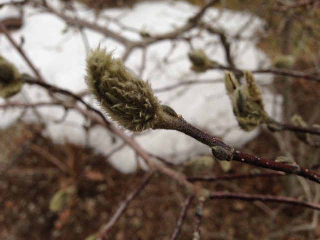 Catkin in Early Spring