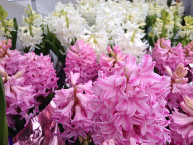 Pink and White Hyacinths