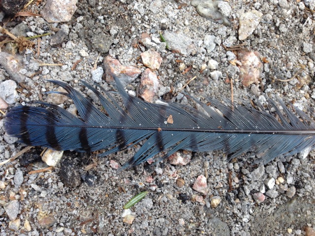 Blue striped feather