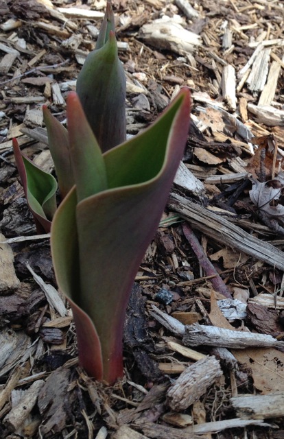 Tulip Rising