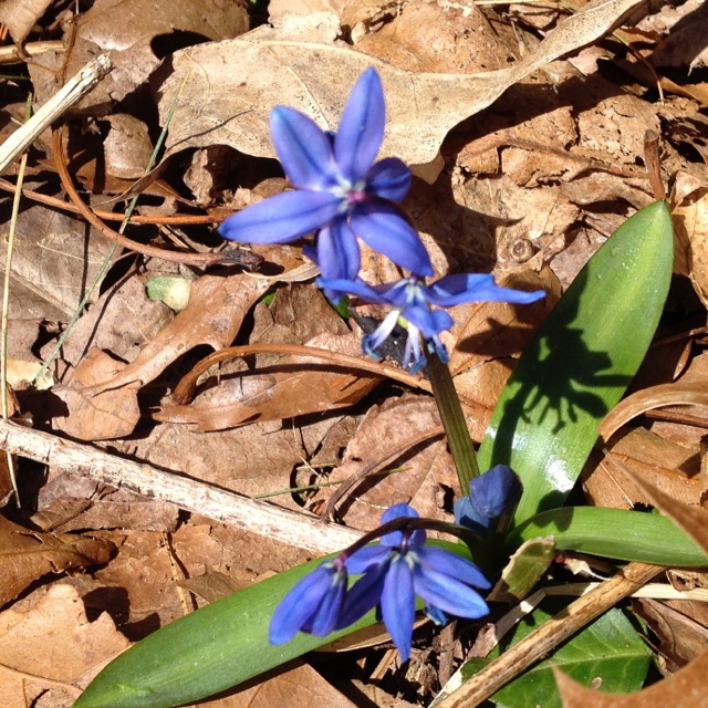Blue bulb Glory-of-the-snow bloom