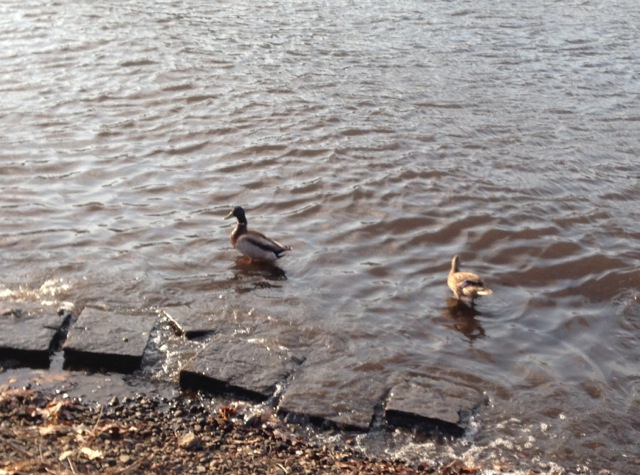 mallard pair of ducks
