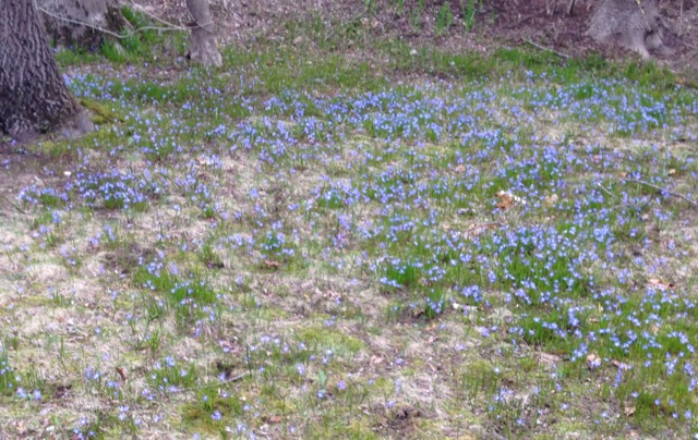 Squill glade