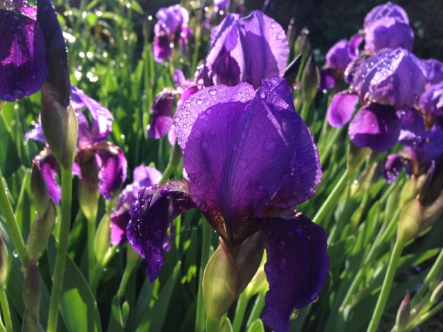 Purple Irises in Rain
