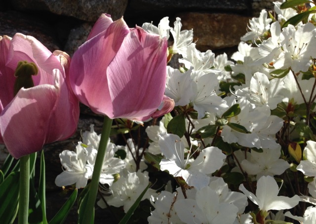 Pink Tulips and White Azalea blooms