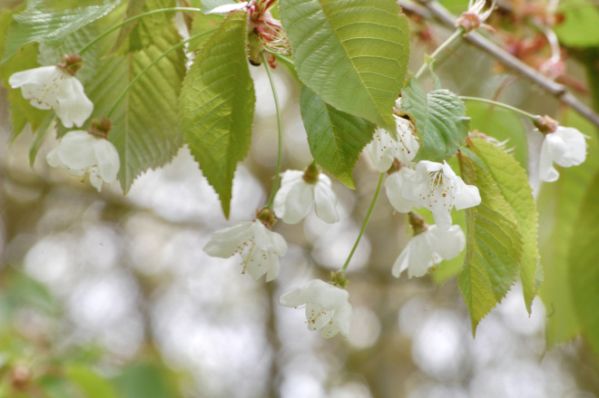 Masquerading Veiled Fairies